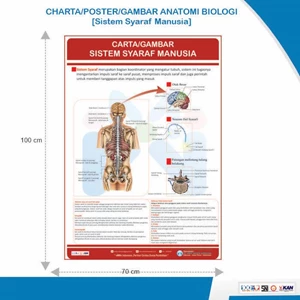 Charta Poster Gambar Anatomi Biologi Sistem Syaraf Manusia