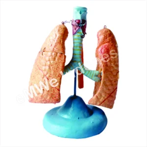 Model Miniatur Paru Paru dan Trachea