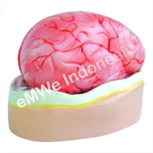 Model Miniatur Otak Manusia