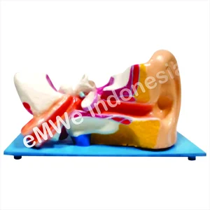 Model Miniatur Telinga Manusia