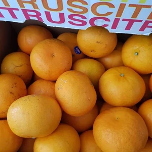 Fresh Mandarin Murcot Oranges Import