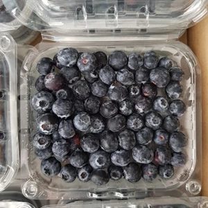 Buah Segar Blueberry Blueberries Fresh Import