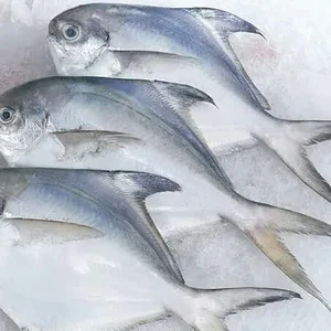 Ikan Bawal Putih Segar Ukuran Sedang