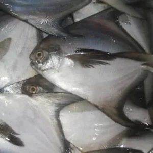 Ikan Bawal Putih Segar Ukuran Sedang