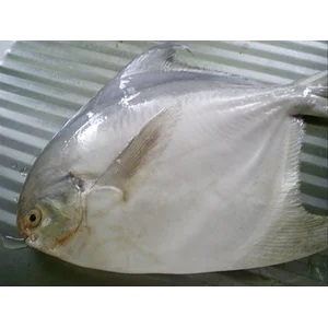 Ikan Bawal Putih Segar Ukuran Sedang