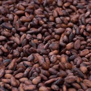 Rempah - Rempah Biji Kakao Warna Coklat