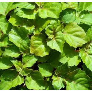 Patchouli Oil (Minyak Nilam)