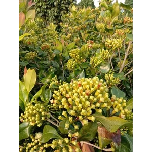 Clove Bud Oil Essential Oil 