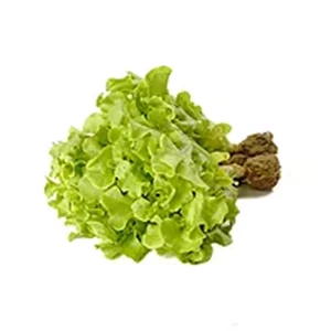 Edenfarm Green Oakleaf Fresh Vegetables / Lettuce - Hydro