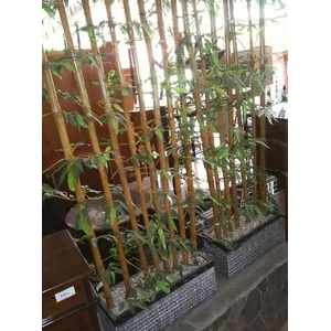 Tanaman Hias Pohon Bambu Besar 