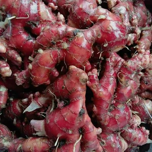 Jahe Merah Basah