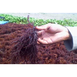 Rumput Laut Katonik Asli Takalar Goa