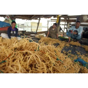 Rumput Laut Katonik Asli Takalar Goa