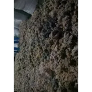 Rumput Laut Katonik Asli Takalar Goa