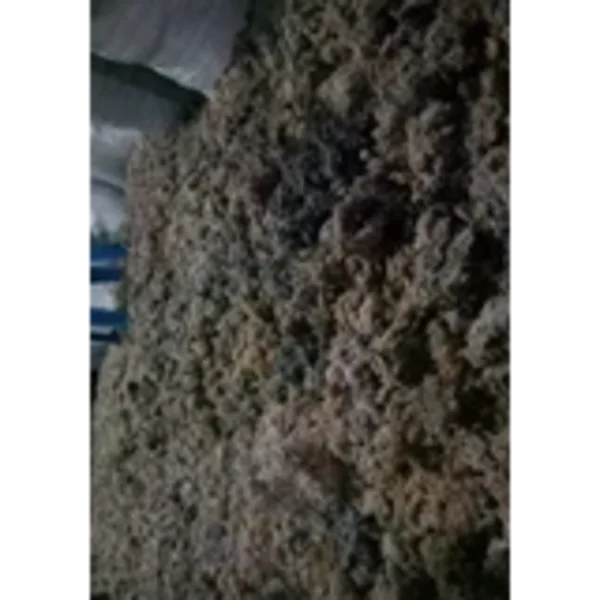 Rumput Laut Katonik Asli Takalar Goa