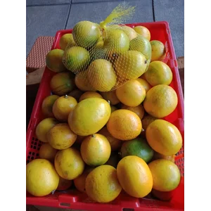 Jeruk Lemon Peras California 