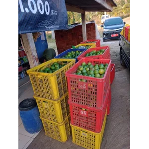 Jeruk Lemon Peras California 