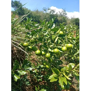 Jeruk Lemon Peras California 