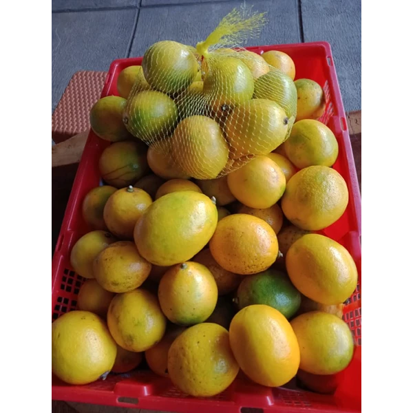 Jeruk Lemon Peras California 