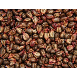 Ekstrak Biji Anggur - Grape Seed Extract