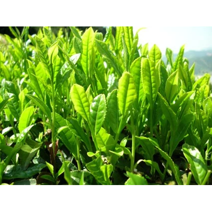Dari Ekstrak Teh Hijau - Green Tea Extract 3