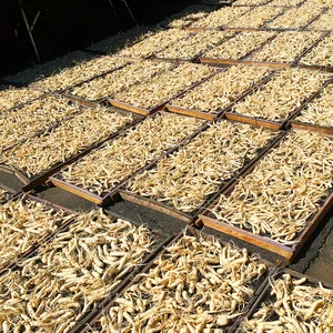 Ekstrak Ginseng - Panax Ginseng