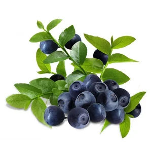 Ekstrak Blueberry - Vaccinium myrtillus