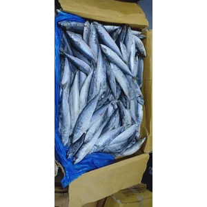 Ikan Beku dan Fillet Salem