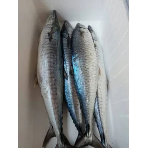 Ikan Beku dan Fillet Tenggiri