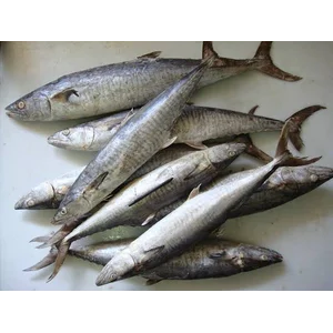 Ikan Beku dan Fillet Tenggiri