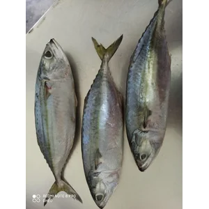 Ikan Beku dan Fillet Kembung Banyar