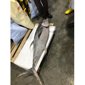Ikan Beku dan Fillet Tuna
