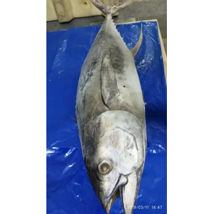 Ikan Beku dan Fillet Tuna