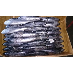 Ikan Beku Tongkol