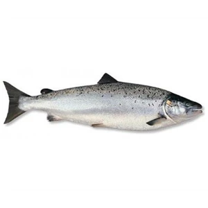 Norwegian Salmon Trout