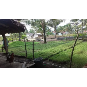 Rumput Zoysia Matrella