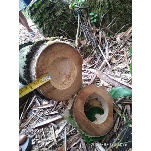 Bambu Petung (Dendrocalamus Asper) Diameter 8 - 14 Cm Tebal 1,5 - 3 Cm