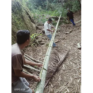 Bambu Petung (Dendrocalamus Asper) Diameter 8 - 14 Cm Tebal 1,5 - 3 Cm