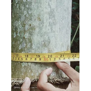 Bambu Petung (Dendrocalamus Asper) Diameter 8 - 14 Cm Tebal 1,5 - 3 Cm