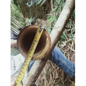 Bambu Petung (Dendrocalamus Asper) Diameter 8 - 14 Cm Tebal 1,5 - 3 Cm