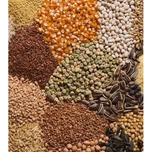 Multigrain Instant Powder ex Everlasting