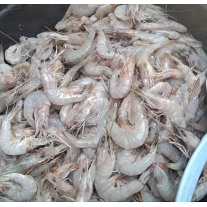Udang Putih Frozen