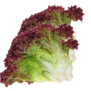 Lollo Rossa