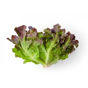 Red Oak Leaf Lettuce