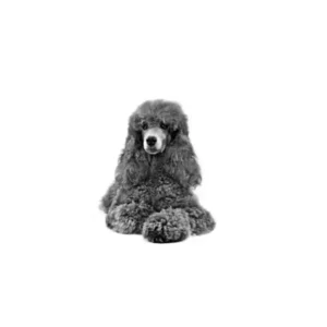 Makanan Anjing  Poodle Adult Adult