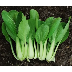 Pakchoi / Bokchoy Bebas Pestisida 250Gr