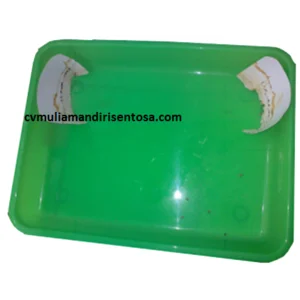 Tempat Telur Nyamuk