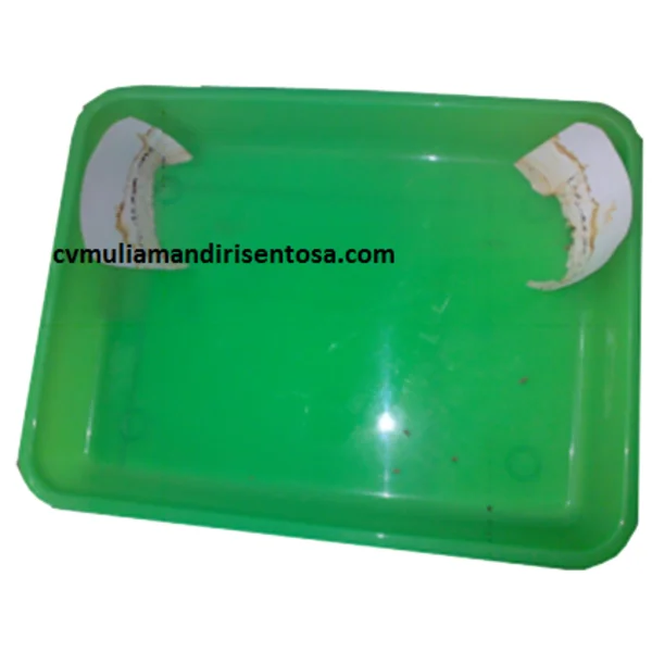 Tempat Telur Nyamuk