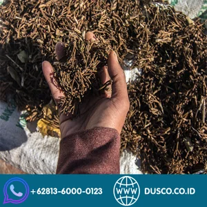 Cengkeh Atau Syzygium Aromaticum