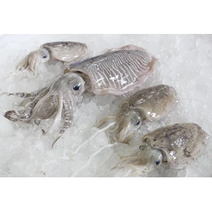 Frozen Whole Round Cuttlefish